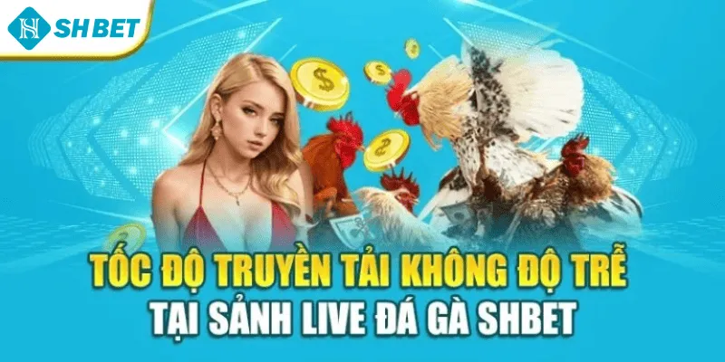 Tốc độ truyền tải không độ trễ tại sảnh live đá gà SHBET